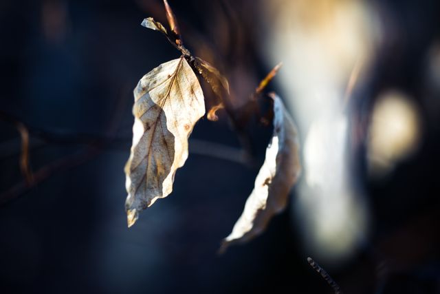 Dans la forêt